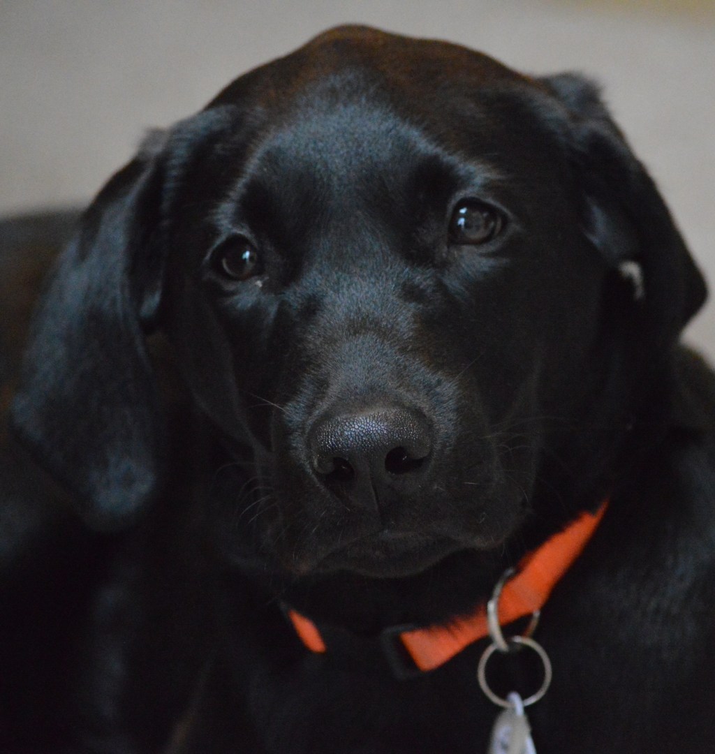 I do solemnly&nbsp;swear…